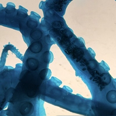 Octopus Tentacles Diaphanisation - Biological preparation