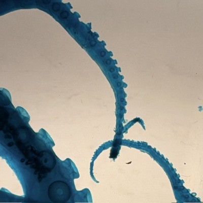 Octopus Tentacles Diaphanisation - Biological preparation