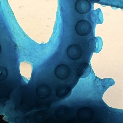 Octopus Tentacles Diaphanisation - Biological preparation