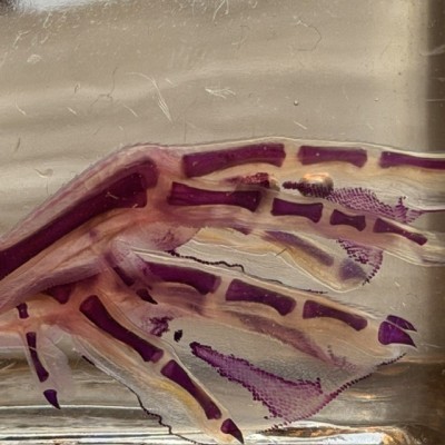 Duckling Diaphanisation - Biological preparation - Domestic duck
