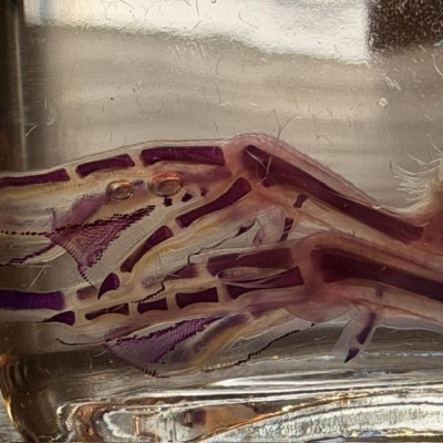 Duckling Diaphanisation - Biological preparation - Domestic duck