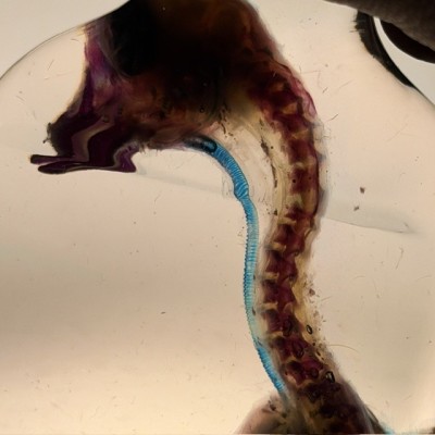 Duckling Diaphanisation - Biological preparation - Domestic duck