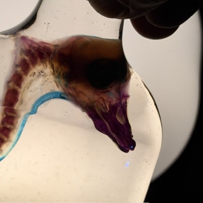 Diaphanie de Caneton - Canard domestique - Préparation biologique