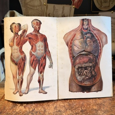 Atlas of Comparative Anatomy - Man and Woman - Anatomy Booklet 1930