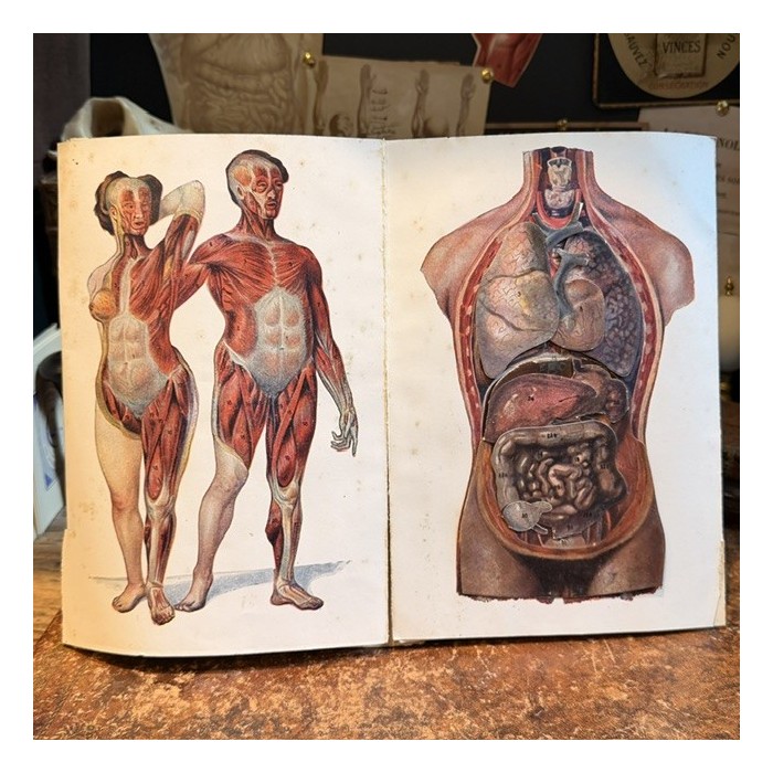 Atlas anatomique - L'homme et la femme - planches démontables - 1930
