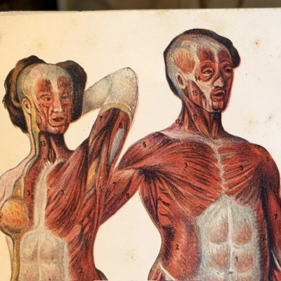 Atlas of Comparative Anatomy - Man and Woman - Anatomy Booklet 1930