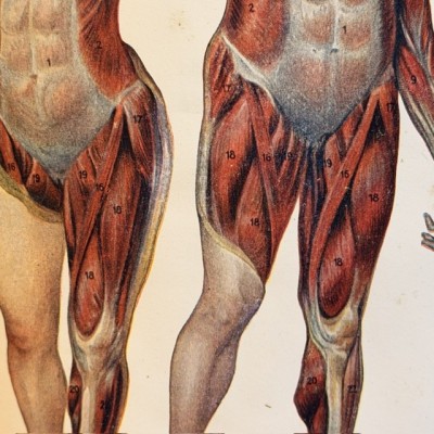 Atlas anatomique - L'homme et la femme - planches démontables - 1930