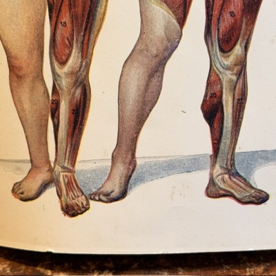Atlas anatomique - L'homme et la femme - planches démontables - 1930