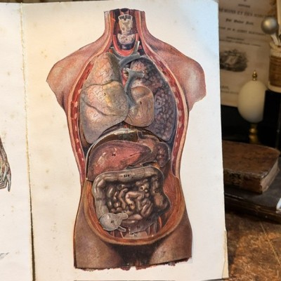 Atlas of Comparative Anatomy - Man and Woman - Anatomy Booklet 1930