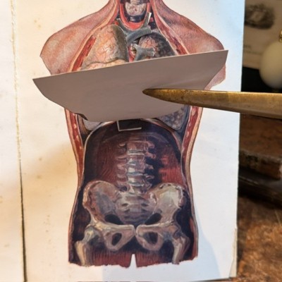 Atlas of Comparative Anatomy - Man and Woman - Anatomy Booklet 1930