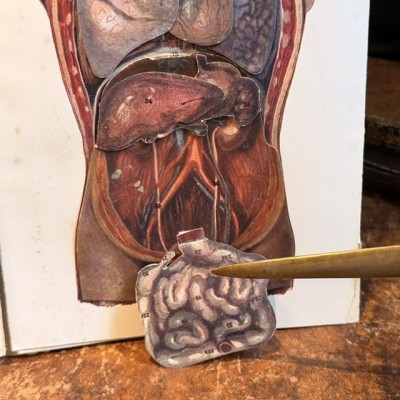 Atlas of Comparative Anatomy - Man and Woman - Anatomy Booklet 1930