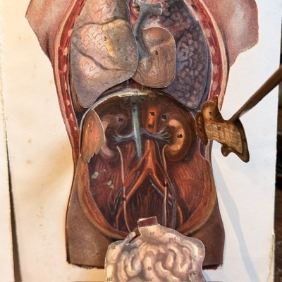 Atlas of Comparative Anatomy - Man and Woman - Anatomy Booklet 1930