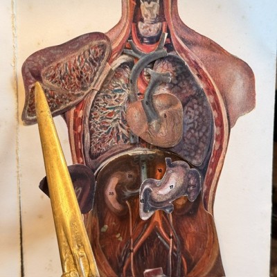 Atlas of Comparative Anatomy - Man and Woman - Anatomy Booklet 1930