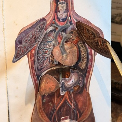 Atlas of Comparative Anatomy - Man and Woman - Anatomy Booklet 1930