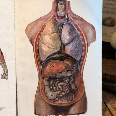 Atlas of Comparative Anatomy - Man and Woman - Anatomy Booklet 1930