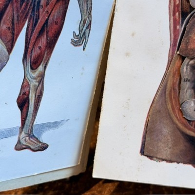 Atlas of Comparative Anatomy - Man and Woman - Anatomy Booklet 1930