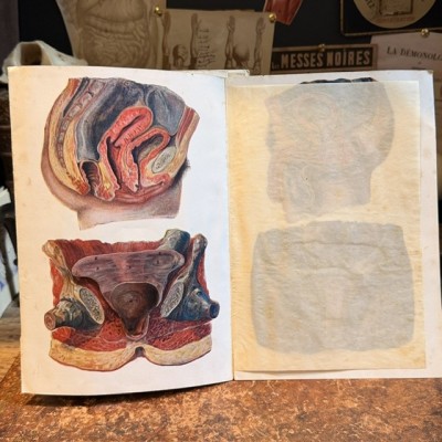 Atlas of Comparative Anatomy - Man and Woman - Anatomy Booklet 1930