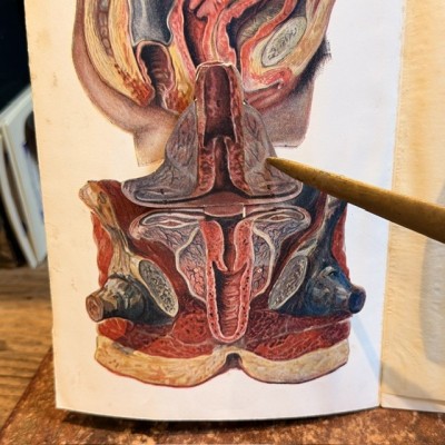 Atlas of Comparative Anatomy - Man and Woman - Anatomy Booklet 1930