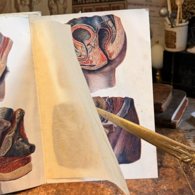Atlas of Comparative Anatomy - Man and Woman - Anatomy Booklet 1930