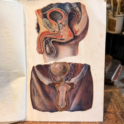 Atlas of Comparative Anatomy - Man and Woman - Anatomy Booklet 1930