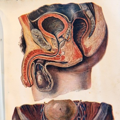 Atlas anatomique - L'homme et la femme - planches démontables - 1930