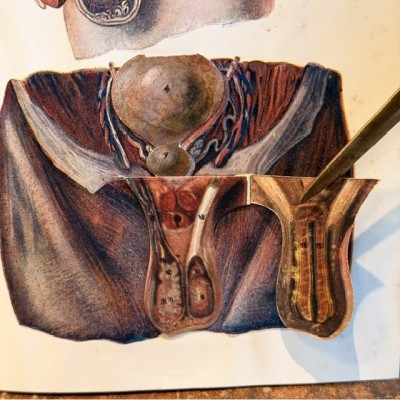 Atlas of Comparative Anatomy - Man and Woman - Anatomy Booklet 1930