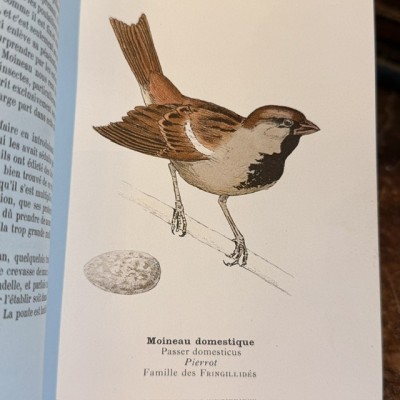 Pocket Atlas - Birds of France Switzerland and Belgium - 1908
