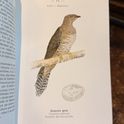 Pocket Atlas - Birds of France Switzerland and Belgium - 1908