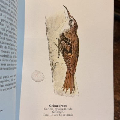 Pocket Atlas - Birds of France Switzerland and Belgium - 1908