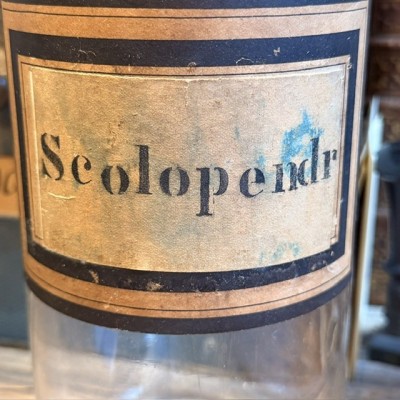 Scolopendre - Pharmacy jar - Herbalism - Apothecary bottle