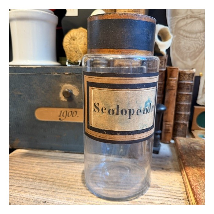Scolopendre - Pharmacy jar - Herbalism - Apothecary bottle