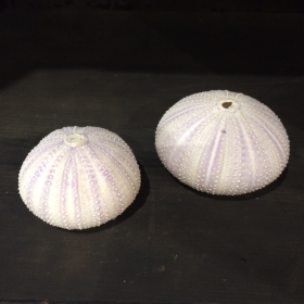 Test d'oursin violet rose - Océan Pacifique