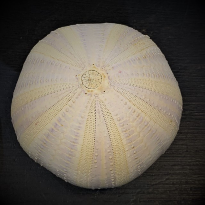 Purple sea urchin - Pacific Ocean