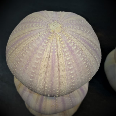 Test d'oursin violet rose - Océan Pacifique