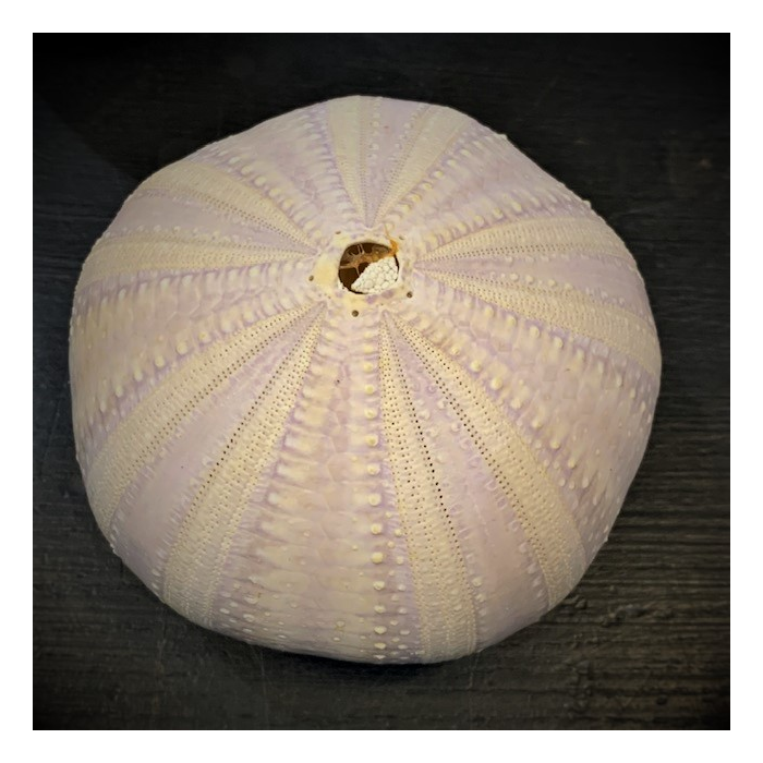 Test d'oursin violet rose - Océan Pacifique