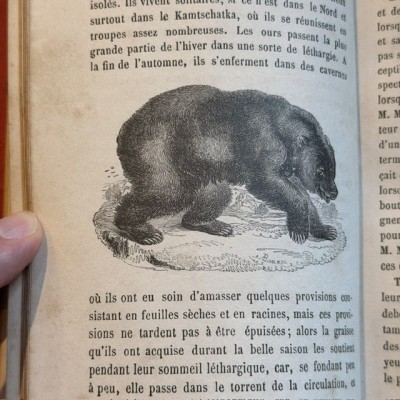 Buffon Pittoresque de la Jeunesse - Natural History -19th century