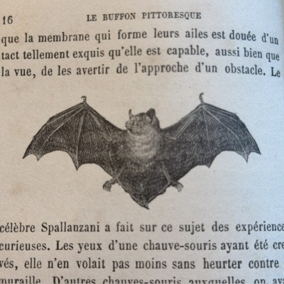Buffon Pittoresque de la Jeunesse - Natural History -19th century