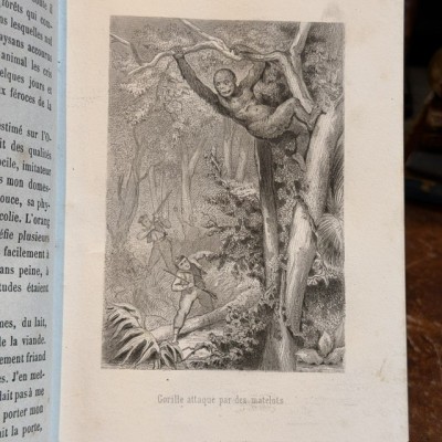 Buffon Pittoresque de la Jeunesse - Natural History -19th century