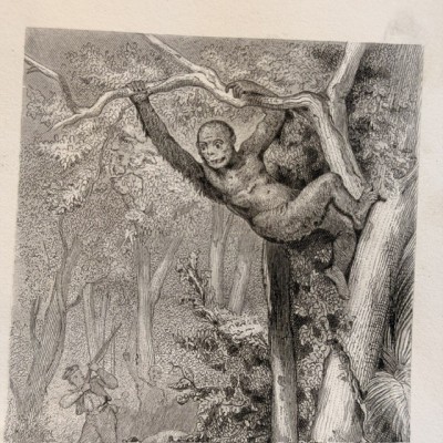 Buffon Pittoresque de la Jeunesse - Natural History -19th century