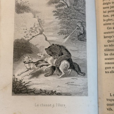 Buffon pittoresque de la Jeunesse - XIXème siècle - Histoire Naturelle