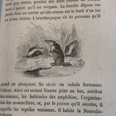 Buffon Pittoresque de la Jeunesse - Natural History -19th century