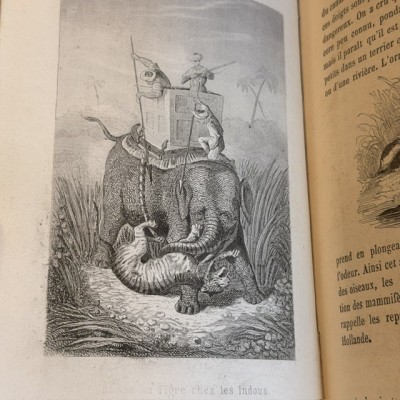 Buffon Pittoresque de la Jeunesse - Natural History -19th century