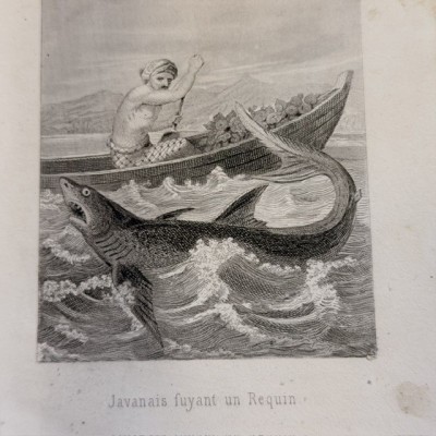 Buffon pittoresque de la Jeunesse - XIXème siècle - Histoire Naturelle