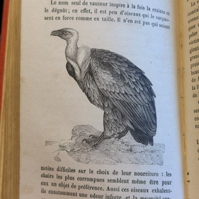 Buffon Pittoresque de la Jeunesse - Natural History -19th century