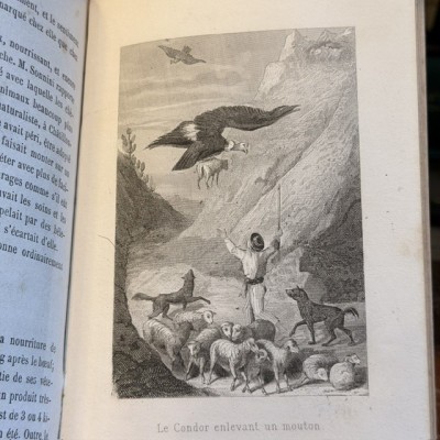 Buffon pittoresque de la Jeunesse - XIXème siècle - Histoire Naturelle