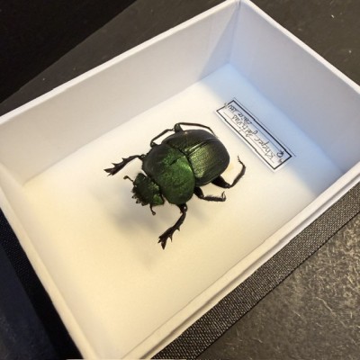 Entomological Box - Kheper festivus beetle from Zaïre 1991