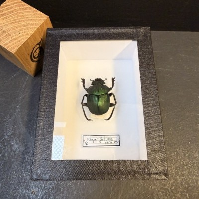 Entomological Box - Kheper festivus beetle from Zaïre 1991