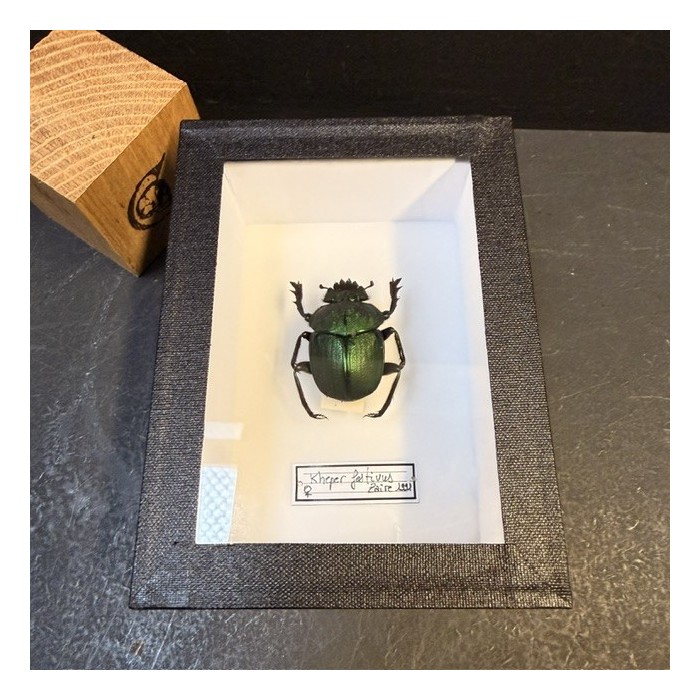 Boite entomologique - Scarabée Kheper festivus