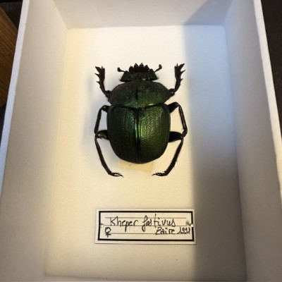 Entomological Box - Kheper festivus beetle from Zaïre 1991