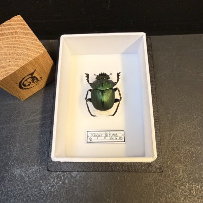 Entomological Box - Kheper festivus beetle from Zaïre 1991